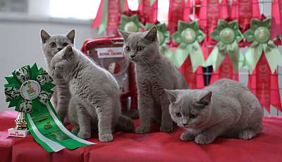 �������� ����� '�������� ���-�����'  10-11 ��� 2014 5-47-169A4336 copy.jpg